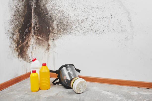 Best Kitchen Mold Remediation in June Park, FL