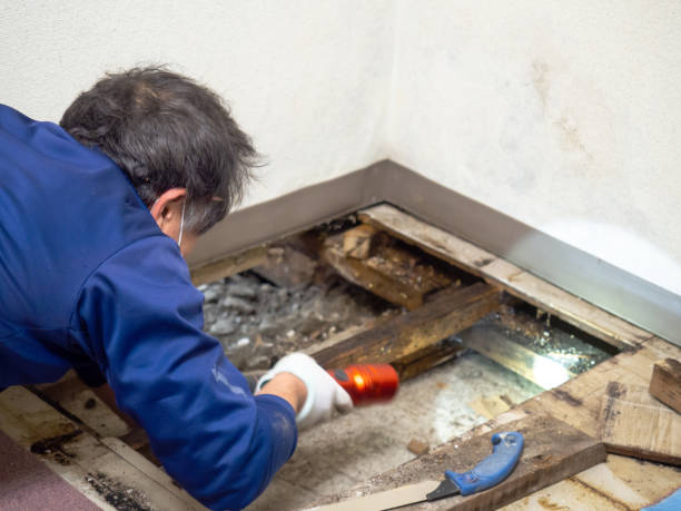 Best Post-Flood Mold Remediation in June Park, FL