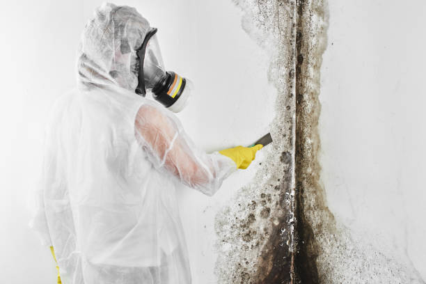 Best Black Mold Remediation in June Park, FL