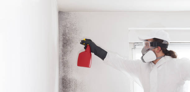 Best Insurance-Related Mold Remediation in June Park, FL