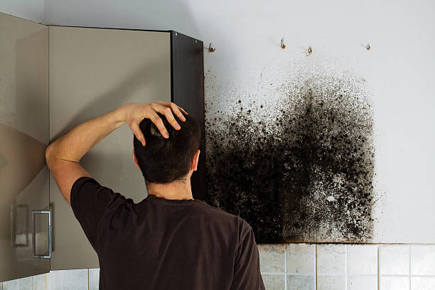 Best Commercial Mold Remediation in June Park, FL