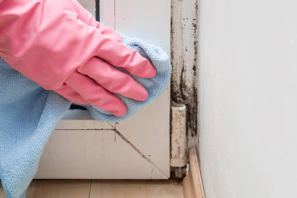 June Park, FL Mold Removal Pros