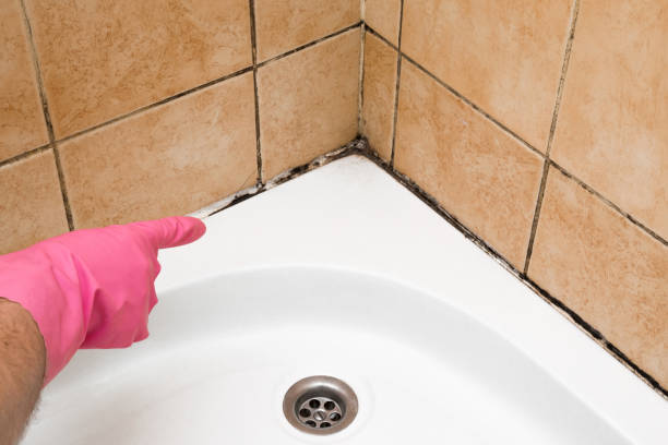 Best Basement Mold Remediation in June Park, FL