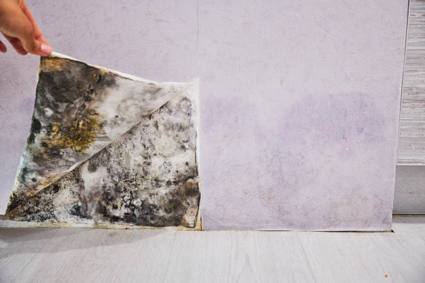 Best Residential Mold Remediation in June Park, FL